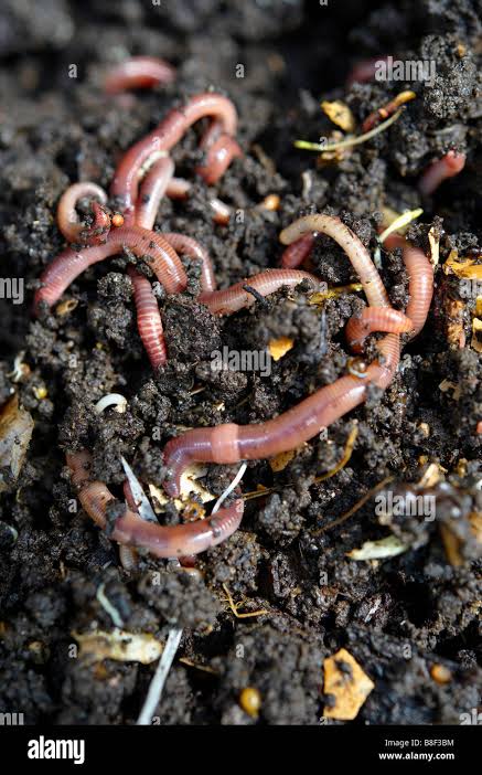 Worm Week 2026 3